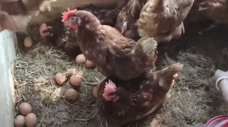 Cara Ternak Ayam Petelur