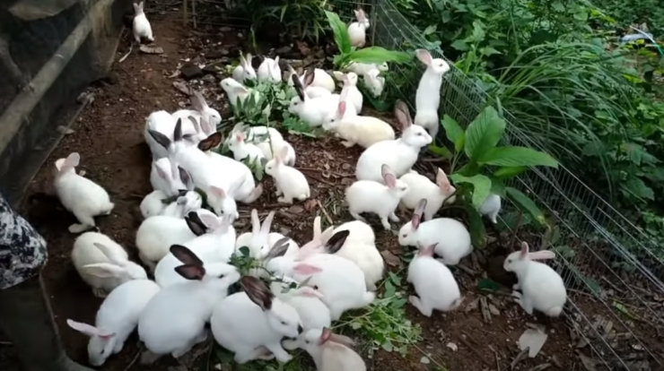 Cara ternak Kelinci