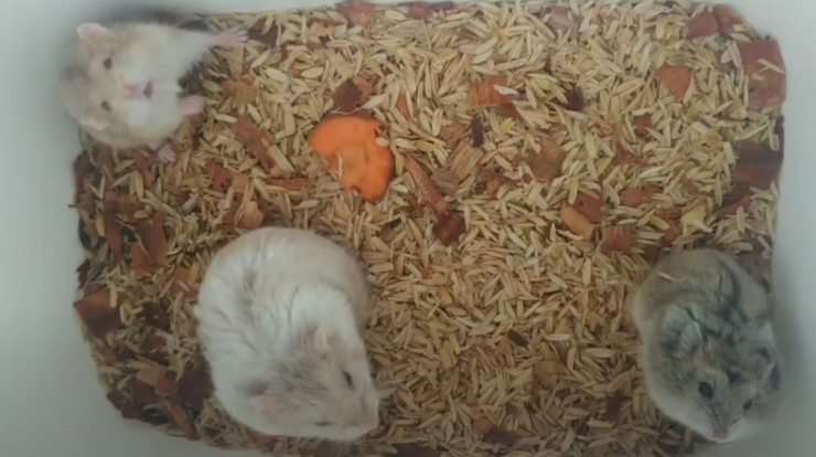 Cara Ternak Hamster Bagi Pemula